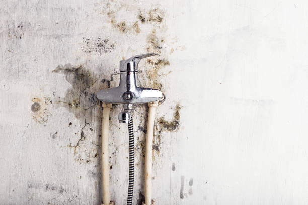 Best Mold Damage Repair  in Chatham, IL