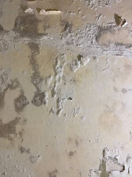 Best Mold Inspection  in Chatham, IL