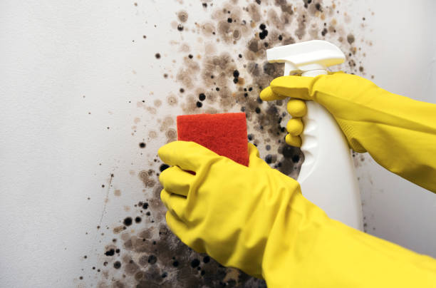Office Mold Removal Services in Chatham, IL